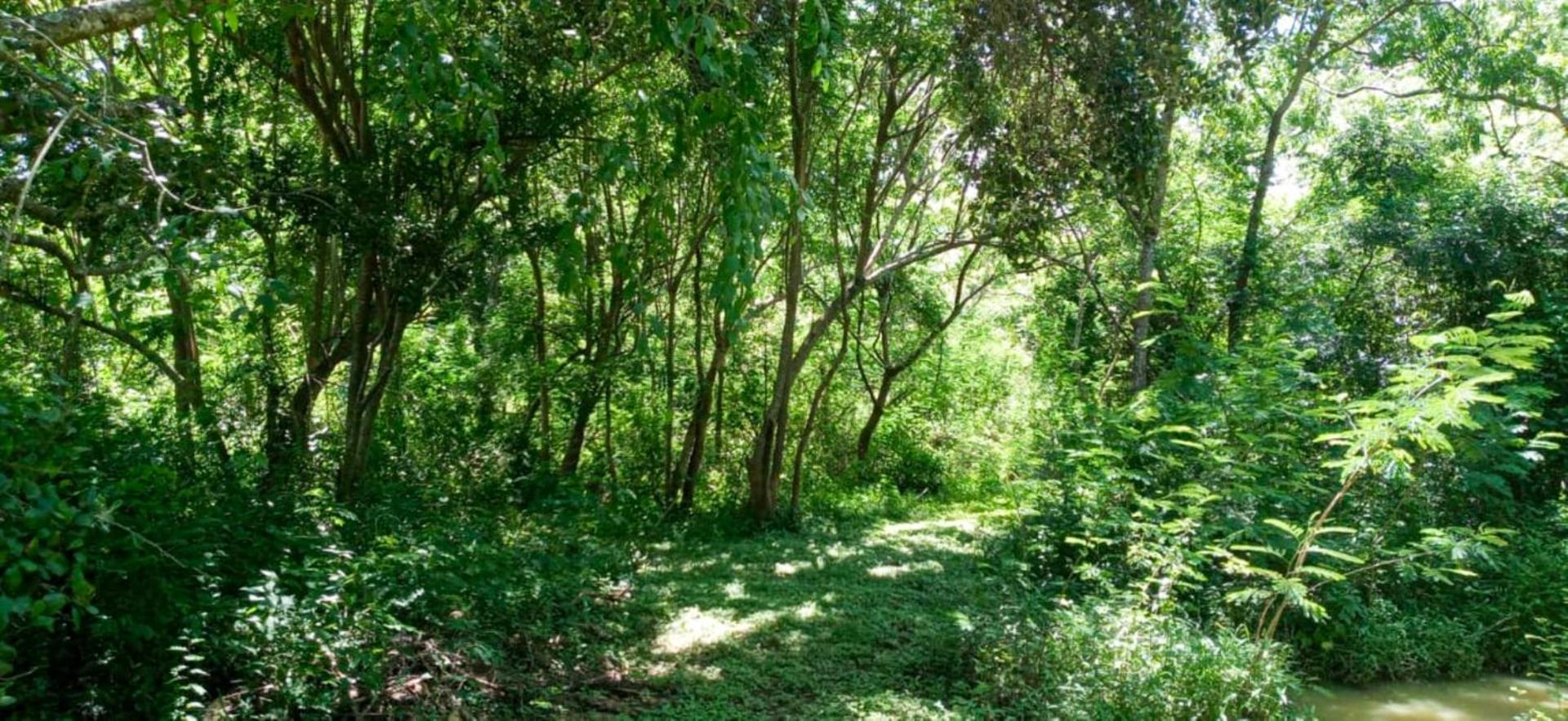 Hotel Lavish Eco Jungle Tissamaharama Esterno foto