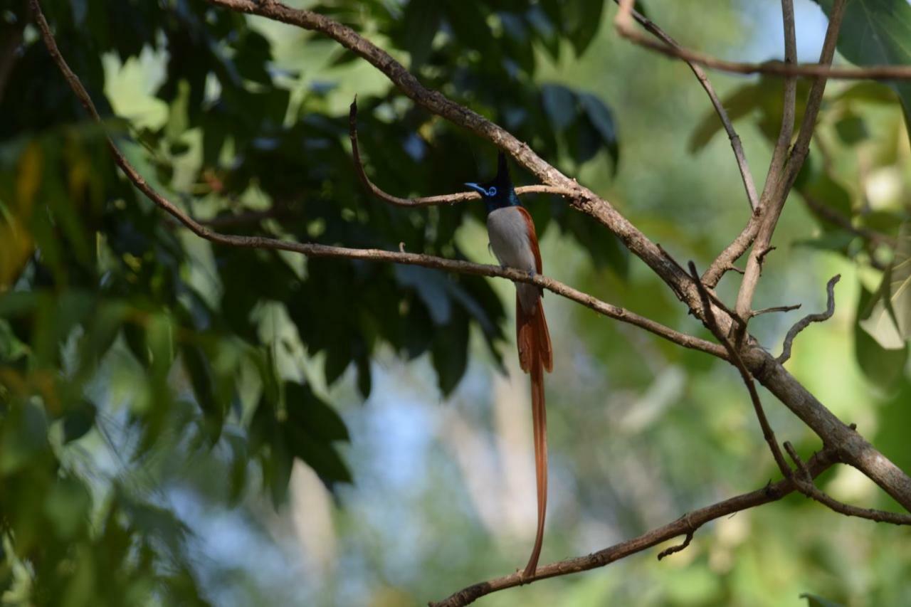 Hotel Lavish Eco Jungle Tissamaharama Esterno foto
